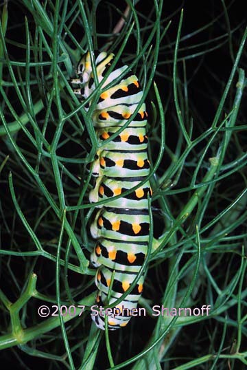 anise swallow caterpillar graphic