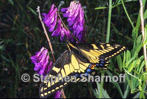 anise swallowtail graphic