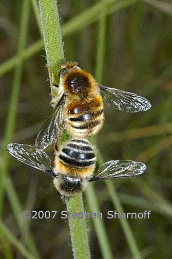 bee flies mating graphic