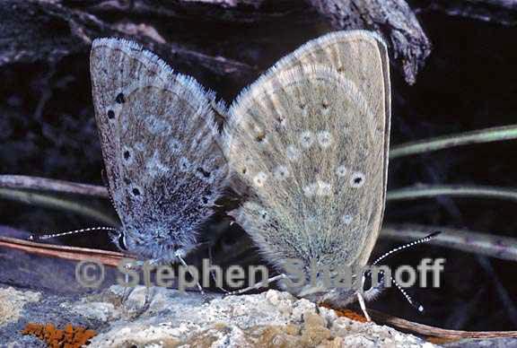 butterflies mating graphic