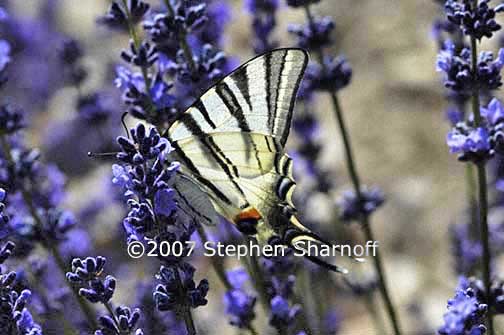 butterfly lavender 1 graphic