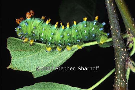 cecropia caterpillar upsidedown graphic