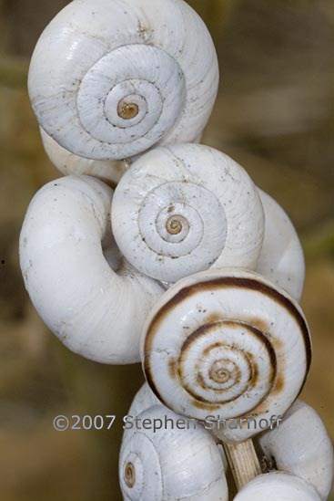 vinyard snails on plants 3 graphic