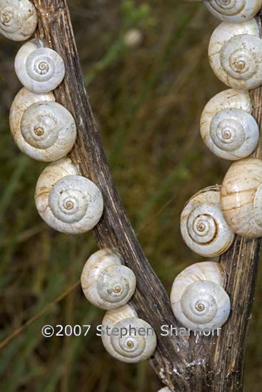 vinyard snails on plants 2 graphic