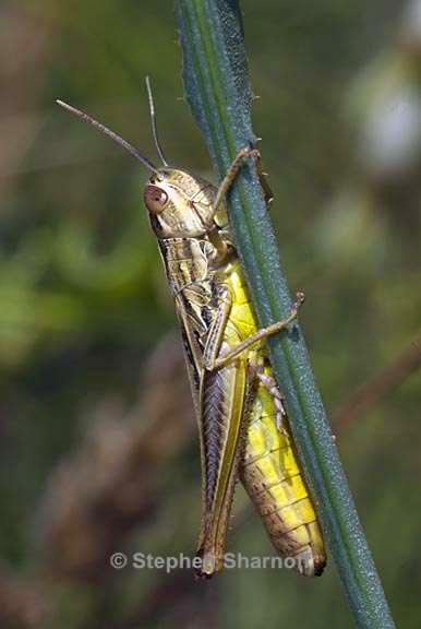 grasshopper 1 graphic