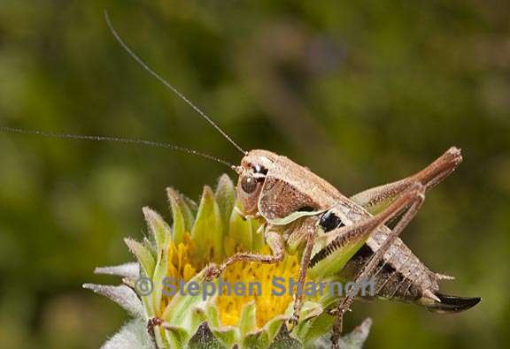 grasshopper 2 graphic