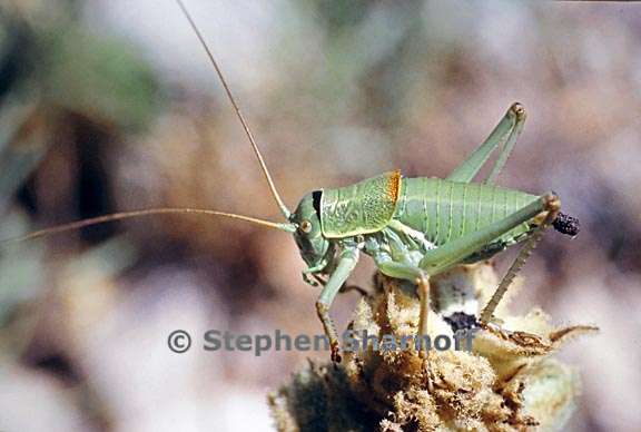 grasshopper provence 2 graphic