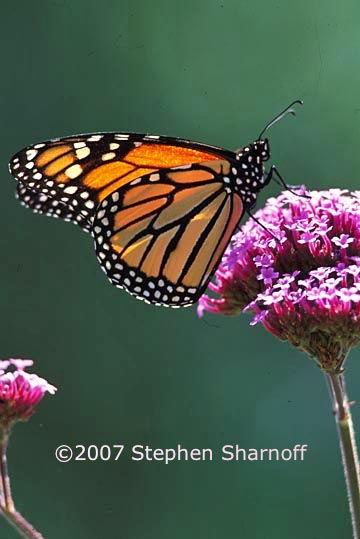 monarch butterfly 1 graphic