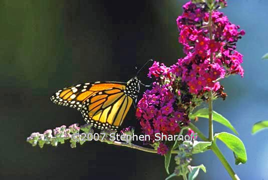 monarch butterfly 2 graphic