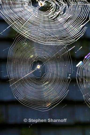 spiderweb 1 graphic