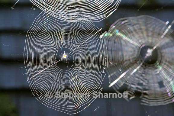 spiderweb 2 graphic