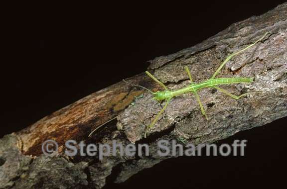 stick insect 1 graphic