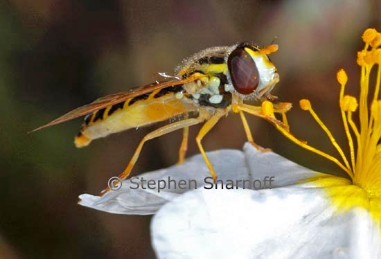syrphid fly 2 graphic