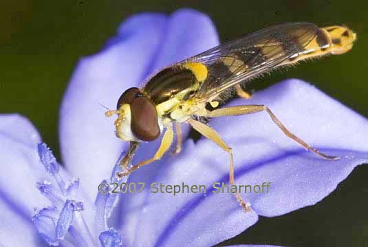 syrphid fly 1 graphic