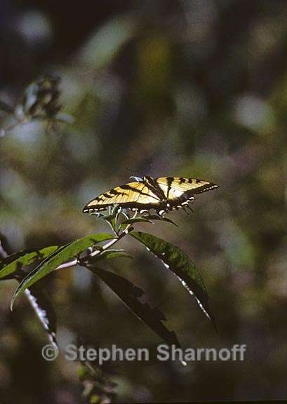 tiger swallowtail 3 graphic
