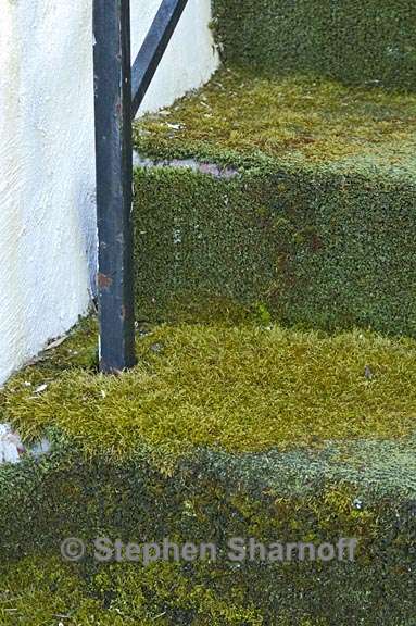 moss on astroturf graphic