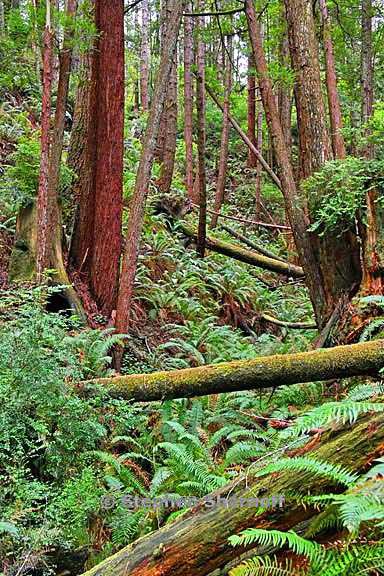 gulch view 3967 7 graphic