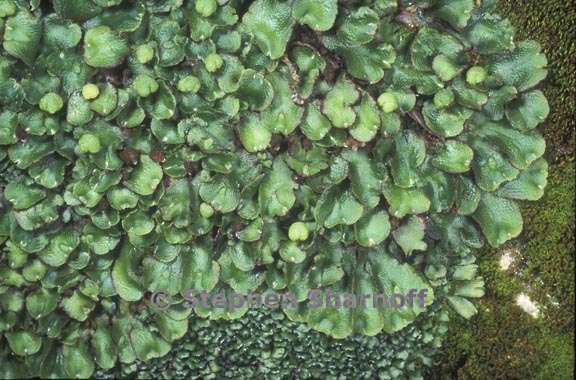 liverwort 2 graphic