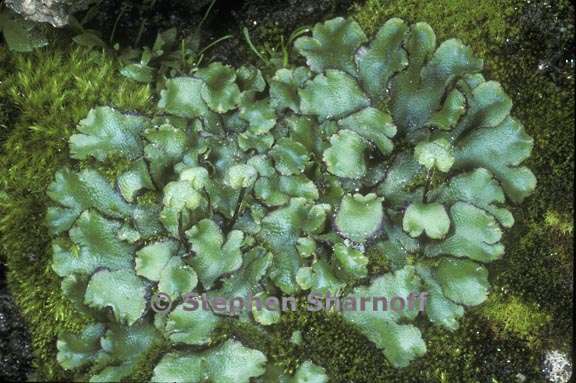 liverwort 1 graphic