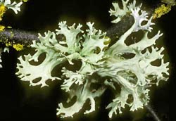 evernia prunastri thumbnail graphic