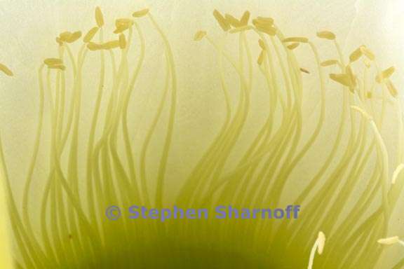 echinopsis 1 graphic