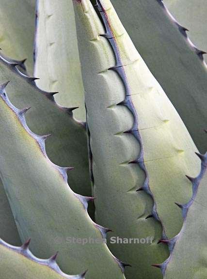 agave 6 graphic