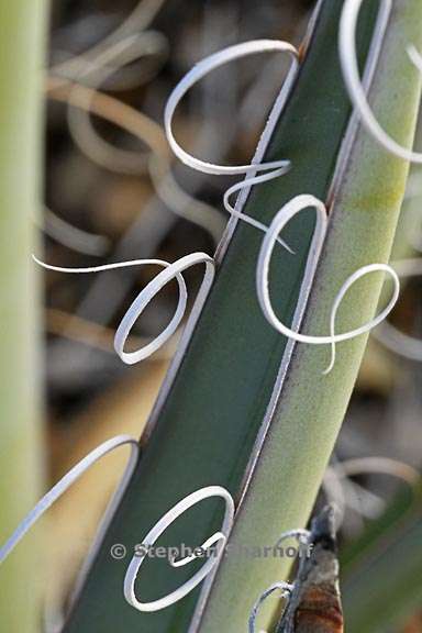 agave santa fe 7 graphic