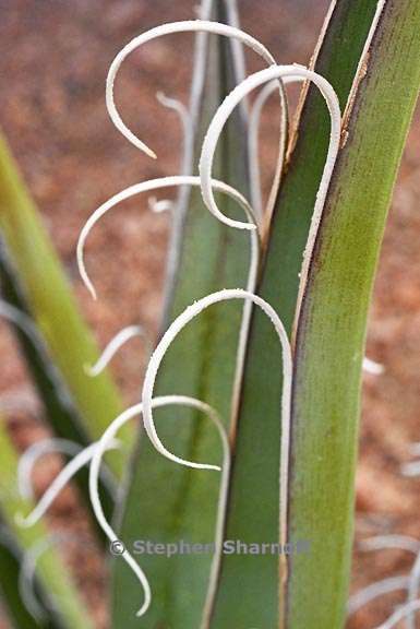 agave santa fe 2 graphic