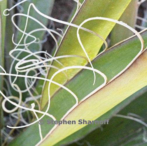 agave santa fe 3 graphic