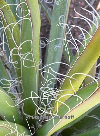 agave santa fe 4 graphic