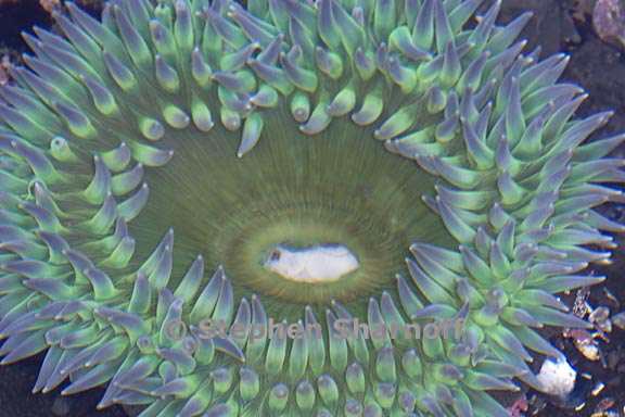 anemone 1 graphic