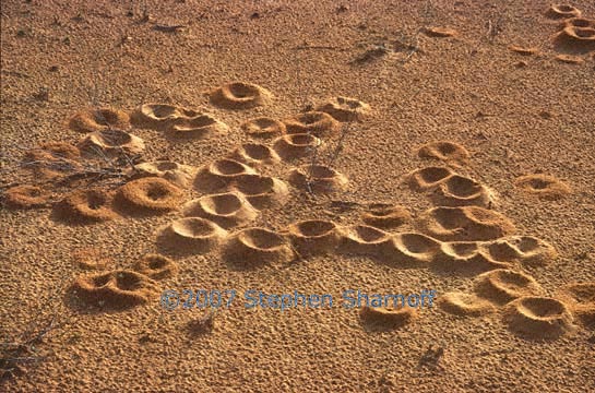 ant mounds sahara graphic