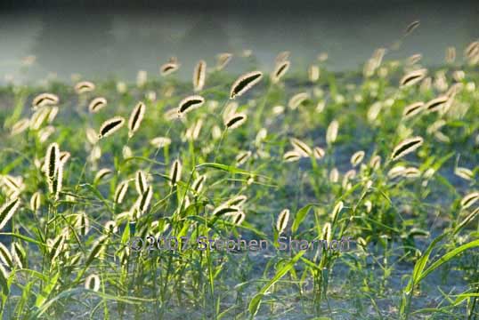 backlit grasses provence 1 graphic