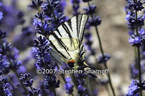 swallowtail on lavender graphic