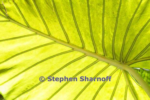 chania leaf graphic