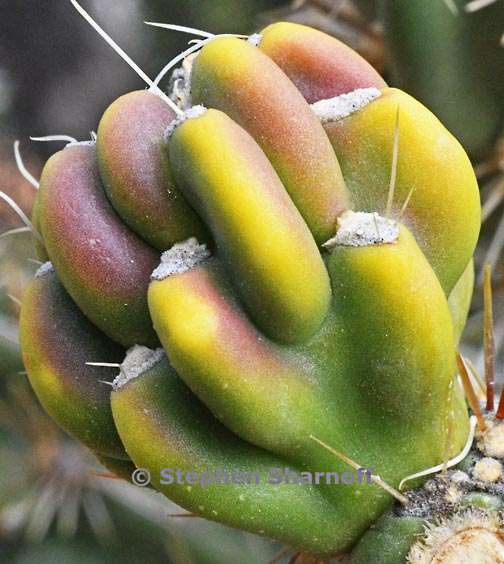 cholla santa fe 1 graphic