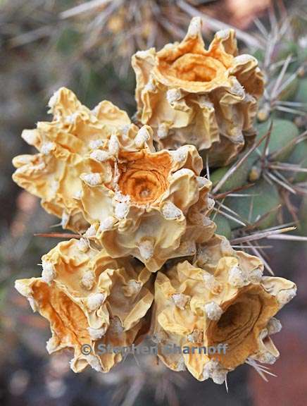 cholla santa fe 2 graphic