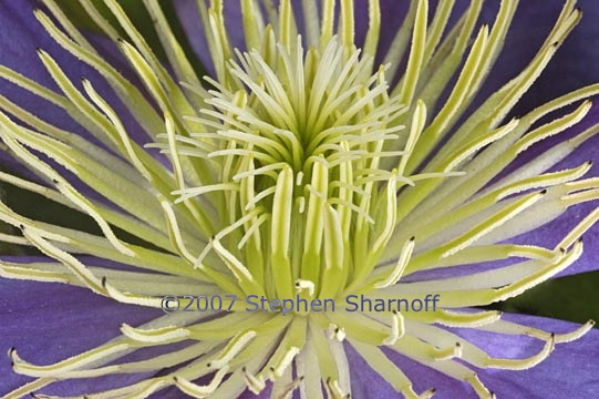 clematis 1 graphic
