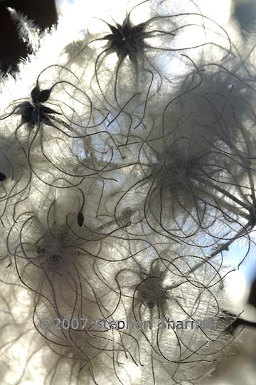 clematis seeds backlit graphic