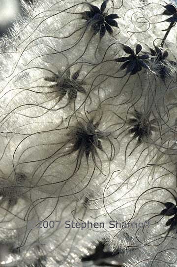 clematis seeds 2 graphic