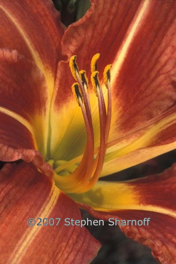 day lily 1 graphic