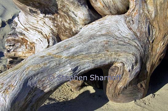 driftwood on beach 4 graphic
