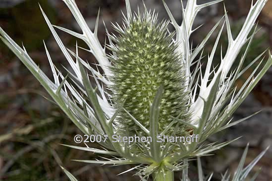 eryngium graphic