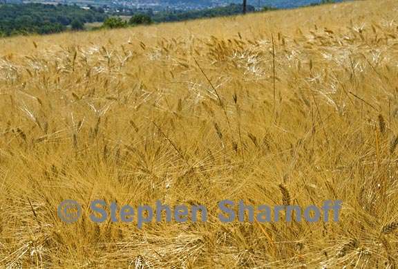 grainfield provence 1 graphic