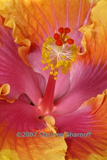 hibiscus 1 graphic