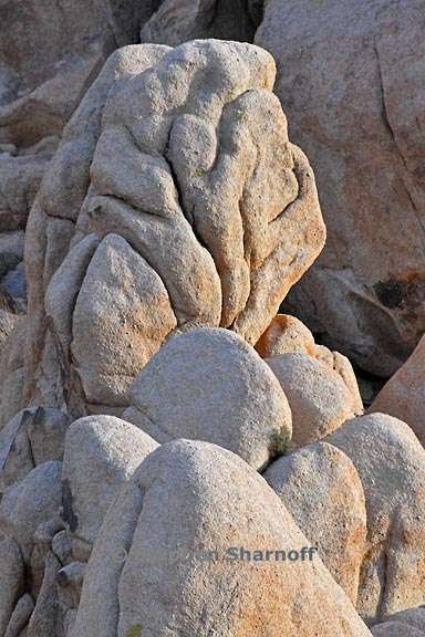 joshua tree 3804 2 graphic