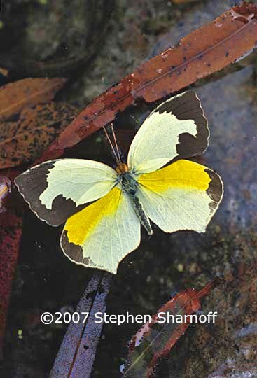 mexican sulfur butterfly