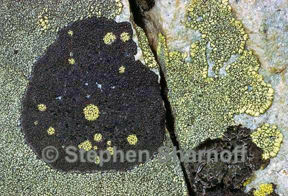 mixed lichens sierra 1 graphic