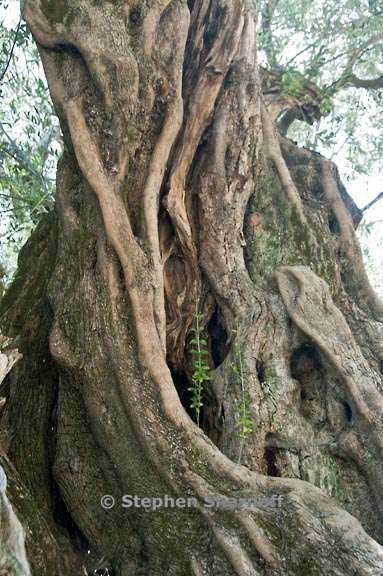 monumental olive 2 graphic