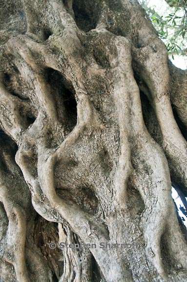 monumental olive 1 graphic